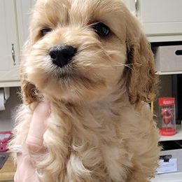Cockapoo Puppies from Golden Paws