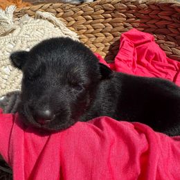 Greta (pink collar) - Bi-color female German Shepherd puppy in Dover, Delaware from Fornax