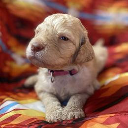 Stevie - Caramel cream female Labradoodle puppy in Toledo, Washington from Bigfoot Doodles