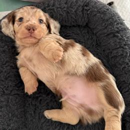 Chocolate Cream Dapple  Boy 1 - Dapple male Dachshund puppy in Madison, Indiana from Jensen Dobermans and Dachshunds