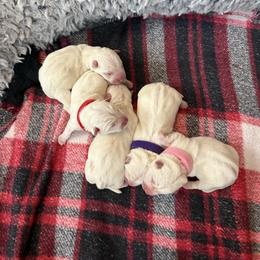 Candy - White female West Highland White Terrier puppy in North Muskegon, Michigan from Bountiful Westies of West Michigan
