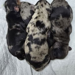 Dachshund puppies from Circle K Doxies & Aussies