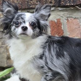 Border Collies and Chihuahuas from Riverwood