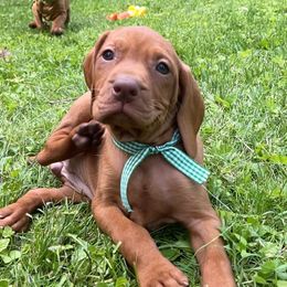 Marge - Golden rust female Vizsla puppy in Bloomington, Indiana from Envizion