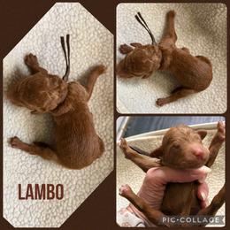 Lambo - Red  female Poodle puppy in Mount Vernon, Illinois from AMC Poodles