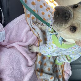 French Bulldog All Grown Up from Chroma-Hy Bullyz