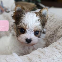 Valley - Tan and white female Yorkshire Terrier puppy in Austin, Texas from H6 Yorkies