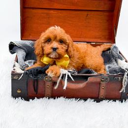Summer - Red female Bernedoodle puppy in North Carolina from NC Doodle Puppies