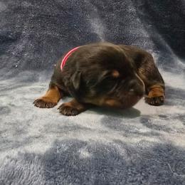 Purple - Black and rust female Beauceron puppy in Batavia, New York from Oakland Beaucerons