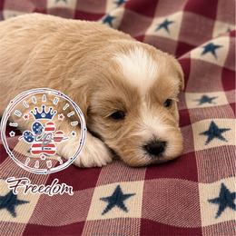 Freedom - Wheaten female Miniature Schnauzer puppy in Dorr, Michigan from Enchanted Paws
