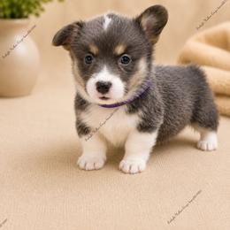 Ginny - Blue female Pembroke Welsh Corgi puppy in Charleroi, Pennsylvania from Twilight Hollow Corgis