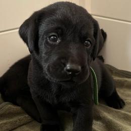 Emerald - Black male Labrador Retriever puppy in Rock Hill, South Carolina from North Star Retrievers