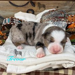 Trevor Brazile - Blue merle male Miniature Australian Shepherd puppy in El Dorado Springs, Missouri from OR Aussies