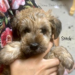 Stitch - Sable male Schnoodle puppy in Sedalia, Missouri from Farmer Brown's Puppies