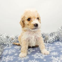 Basil - Red male Bernedoodle puppy in Granton, Wisconsin from Rose River Farms
