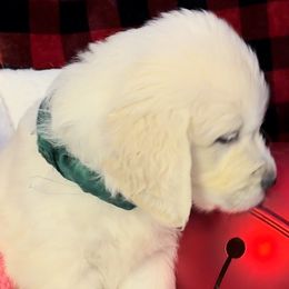 Green Collar Boy - Marshall - Golden Retriever puppy from Farley Goldens