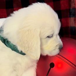 Green Collar Boy - Marshall - Golden Retriever puppy from Farley Goldens