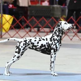 Dalmatian All Grown Up from Prestige Dalmatians