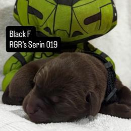 RGR's Serin-019 - Chocolate female Labrador Retriever puppy in Morris Plains, New Jersey from Rose Gold Retrievers