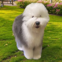 River - Old English Sheepdog