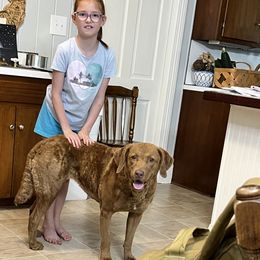 Whiskey - Chesapeake Bay Retriever
