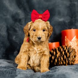 Girl 3 - Red  Goldendoodle puppy in Riverton, Utah from Utah Doodlebug