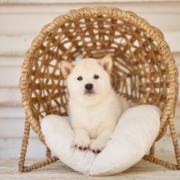 Shiba Inu Puppies from Sunny Terrace Shibas