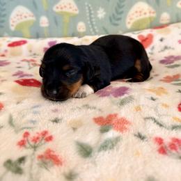 Boots - Black and tan female Dachshund puppy in Nampa, Idaho from 208 Wiener Wiggle Butts LLC