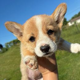 Rayna - Red female Pembroke Welsh Corgi puppy in Delton, Michigan from CorGizmo