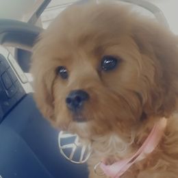 Cavapoos from Ginger Doodle Babies