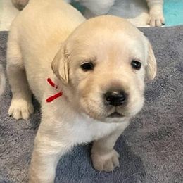 Boy 4 - Labrador Retriever puppy from Texas Bluebonnet Labs