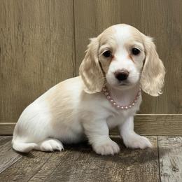 Pebbles pet only - Cream female Dachshund puppy in Muldrow, Oklahoma from Sassy Sausage Dogs