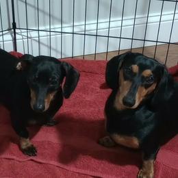 Dachshund puppies from Lee Doxies