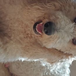 Latte - Goldendoodle