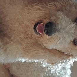 Latte - Goldendoodle