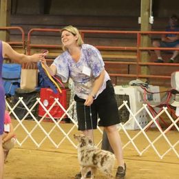 Miniature American Shepherds, Miniature Australian Shepherds, and Toy Australian Shepherds from Best Little Aussies