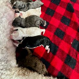 Sable Merle - Merle female Bernedoodle puppy in Holt, Missouri from Mindys Doodles