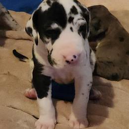 Blue Boy - Harlequin male Great Dane puppy in Gig Harbor, Washington from Lakaya Danes