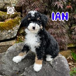 Ian - Tri-color male Bernedoodle puppy in Banner Elk, North Carolina from Walnut Tree Bernedoodles
