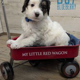 Blueberry - Tri-color male Bernedoodle puppy in Cambridge, Minnesota from Country Meadow Doodles
