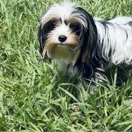 Assorted Doodle Crosses and Yorkshire Terriers from JC Yorkies
