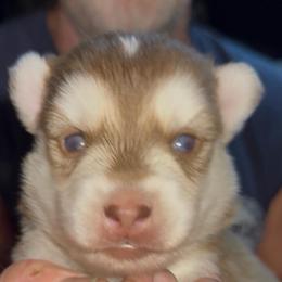 Chrissy - Red and white female Pomsky puppy in Spring Hill, Florida from PDQ Pomskies