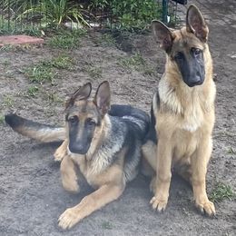 German Shepherd Puppies from Vom Furstenhund