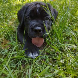 Cane Corso Puppies from Redhawke Cane Corso
