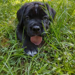 Cane Corso Puppies from Redhawke Cane Corso