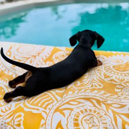 Dachshund Puppies from Sweet As Pie Doxies