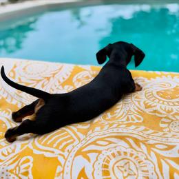 Dachshund Puppies from Sweet As Pie Doxies