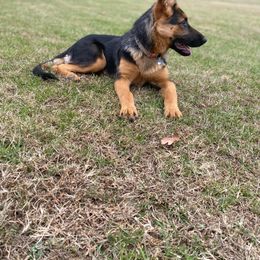 German Shepherd Puppies from 501 Shepherds