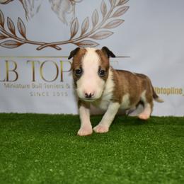 Light brindle and white male - Brindle and white male Miniature Bull Terrier puppy in Fontana, California from JLB Beagles & MBT