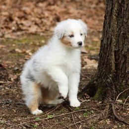 Mardi - Blue merle female Australian Shepherd puppy in Coldwater, Michigan from Northern Star Australian Shepherds